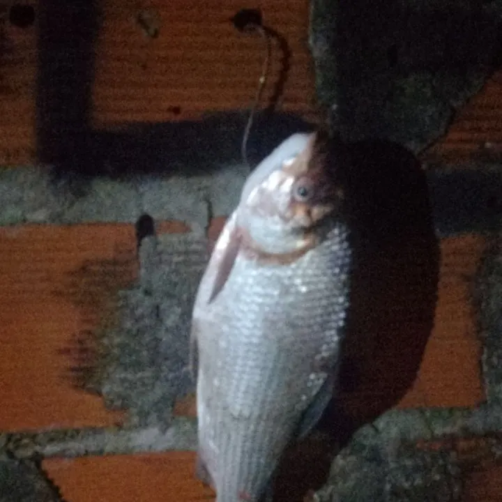 The most recent Boga catches on Fishbrain
