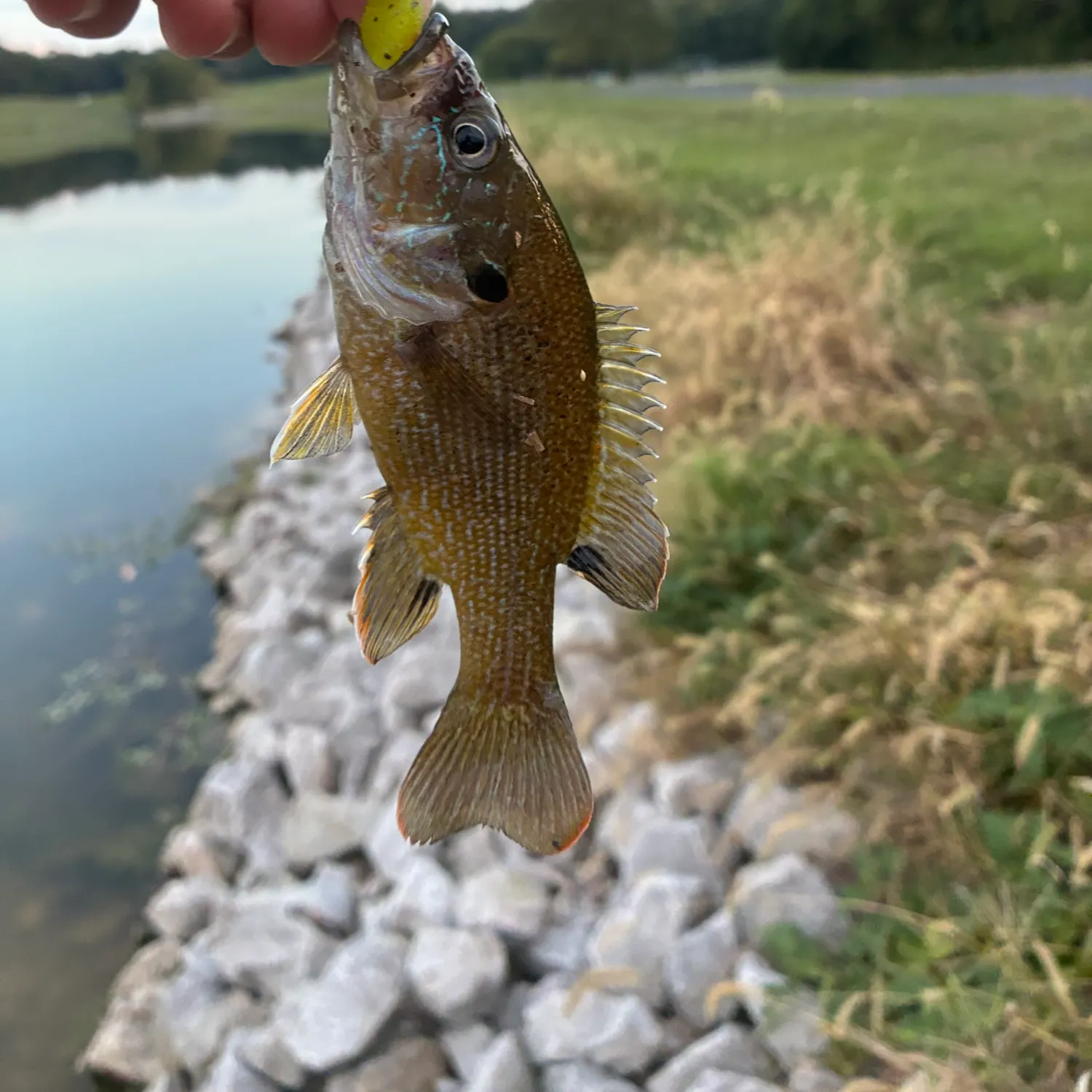 Green sunfish caught on Fishbrain