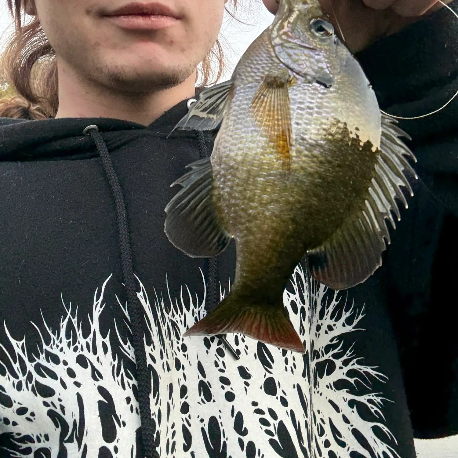 The most recent Bluegill catches on Fishbrain