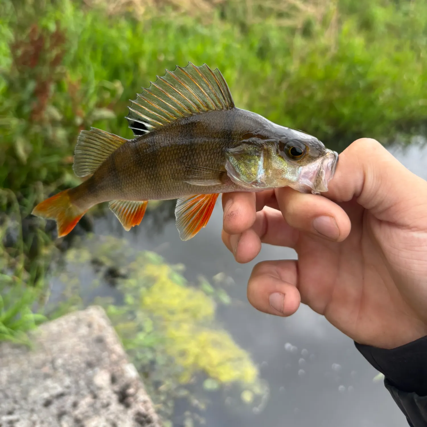 European perch caught on Fishbrain