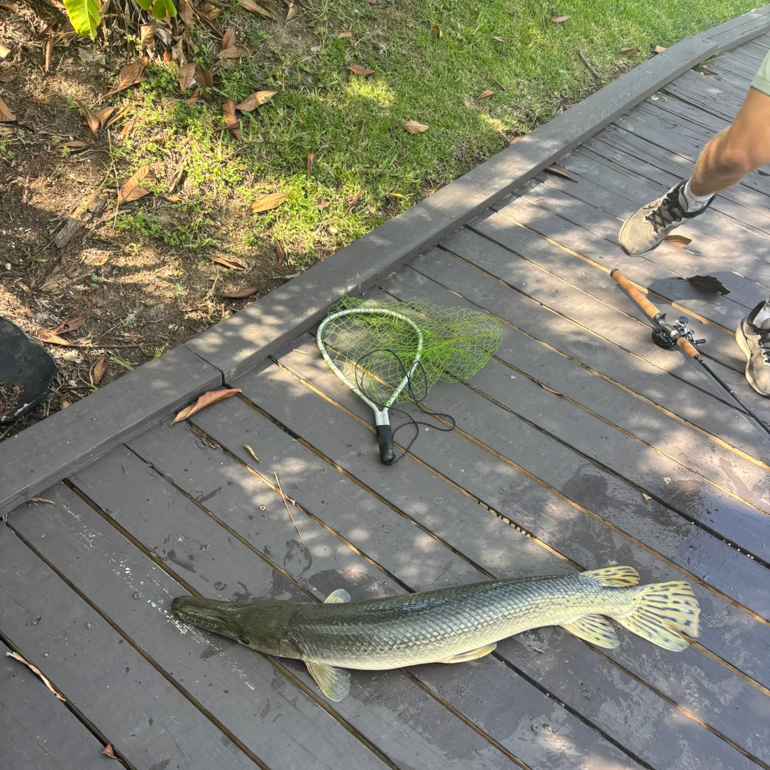 Alligator gar caught on Fishbrain