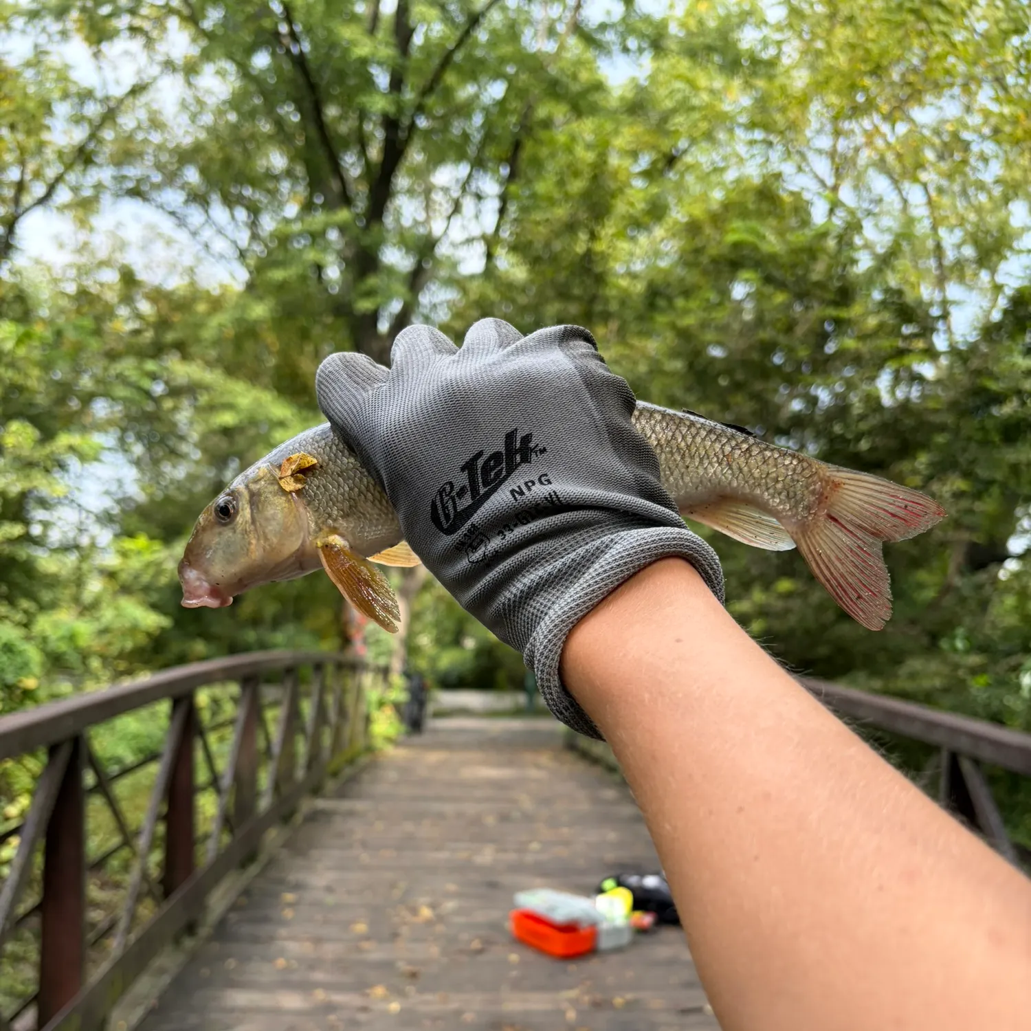 White sucker caught on Fishbrain