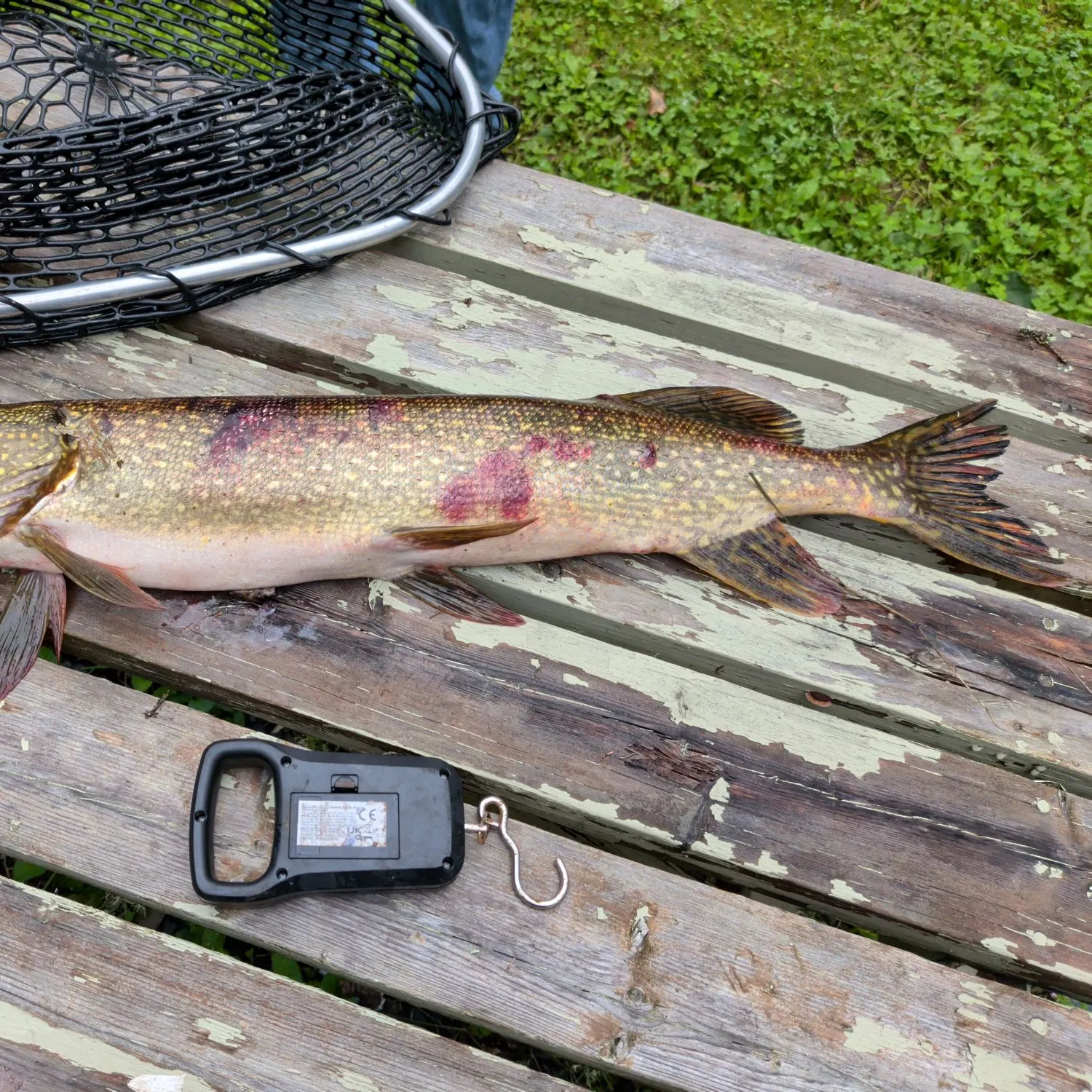 Northern pike caught on Fishbrain