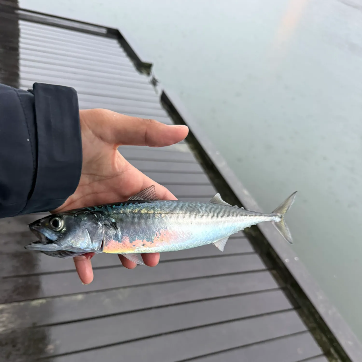 Atlantic mackerel caught on Fishbrain