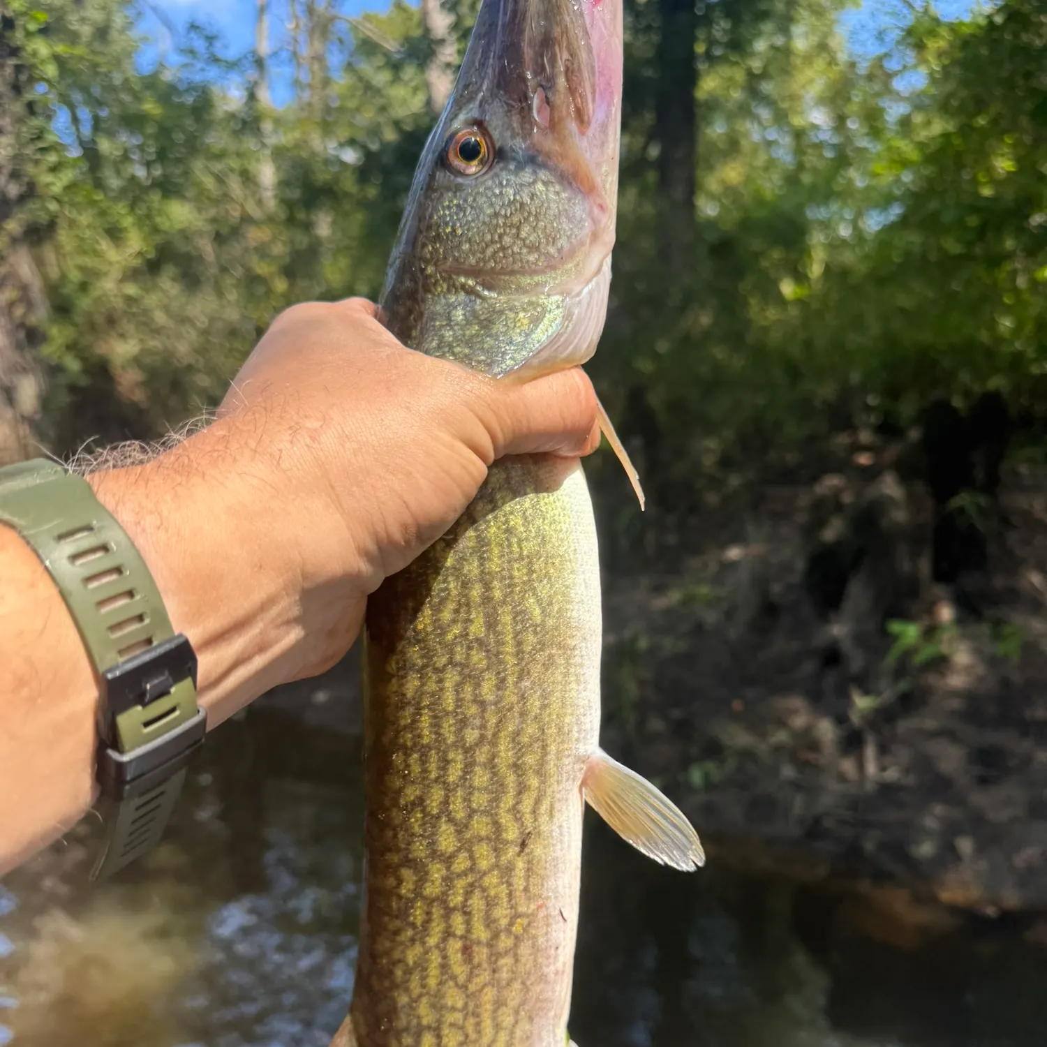 The most recent Chain pickerel catches on Fishbrain