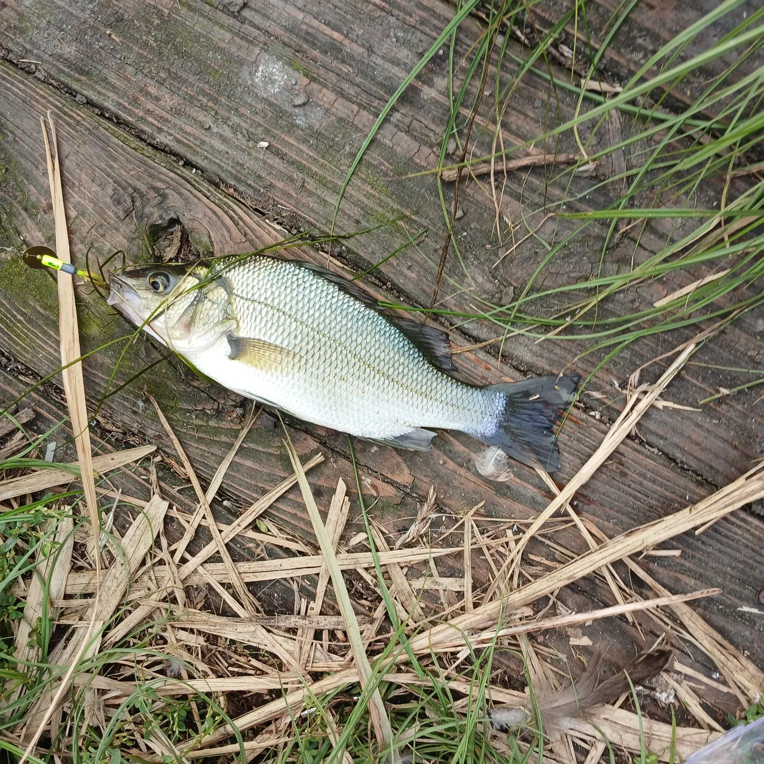 White perch caught on Fishbrain