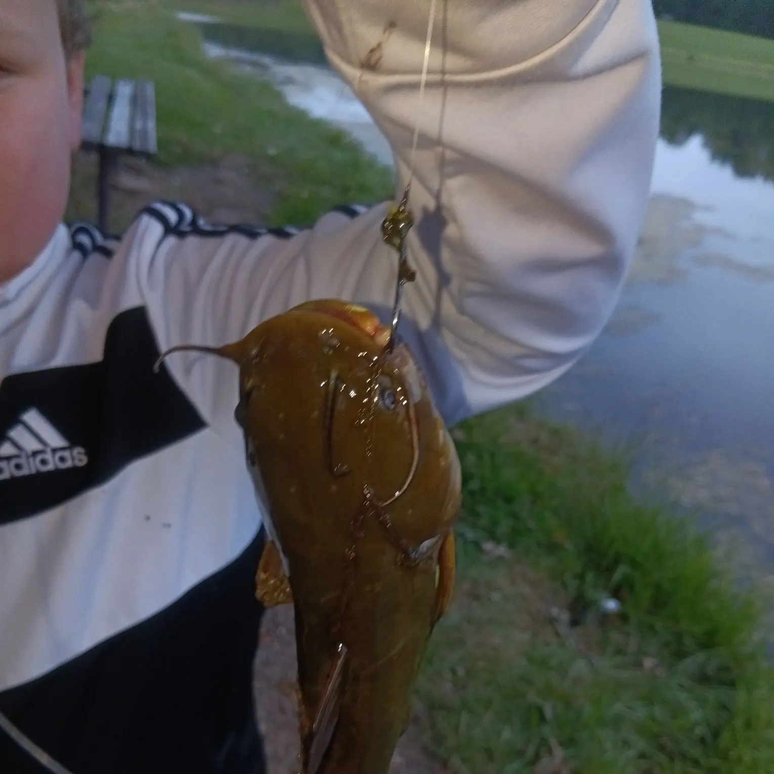 Fish caught on Fishbrain
