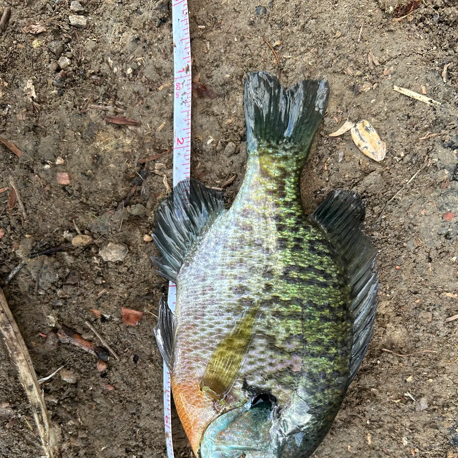 Bluegill caught on Fishbrain