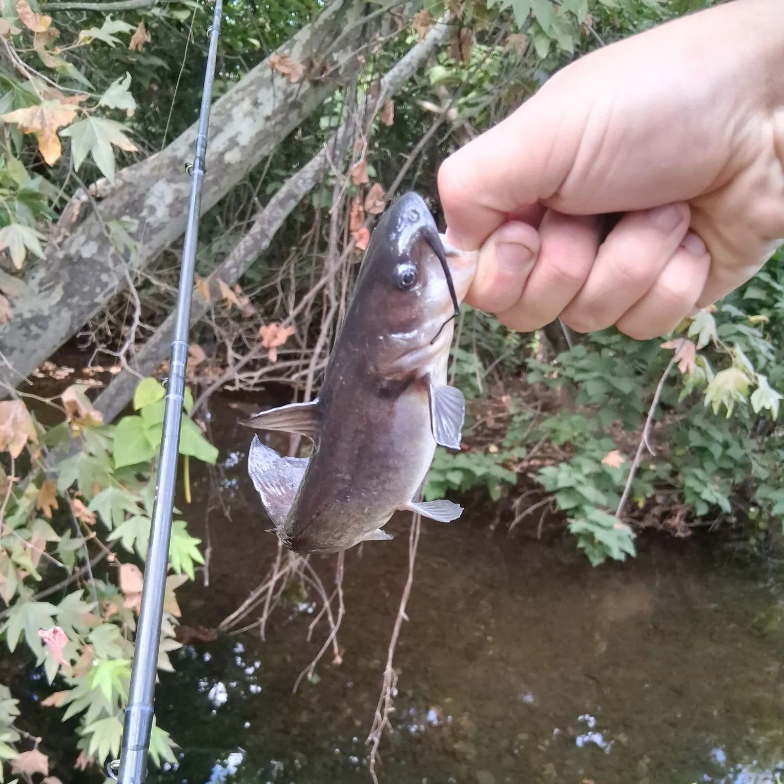White bullhead caught on Fishbrain