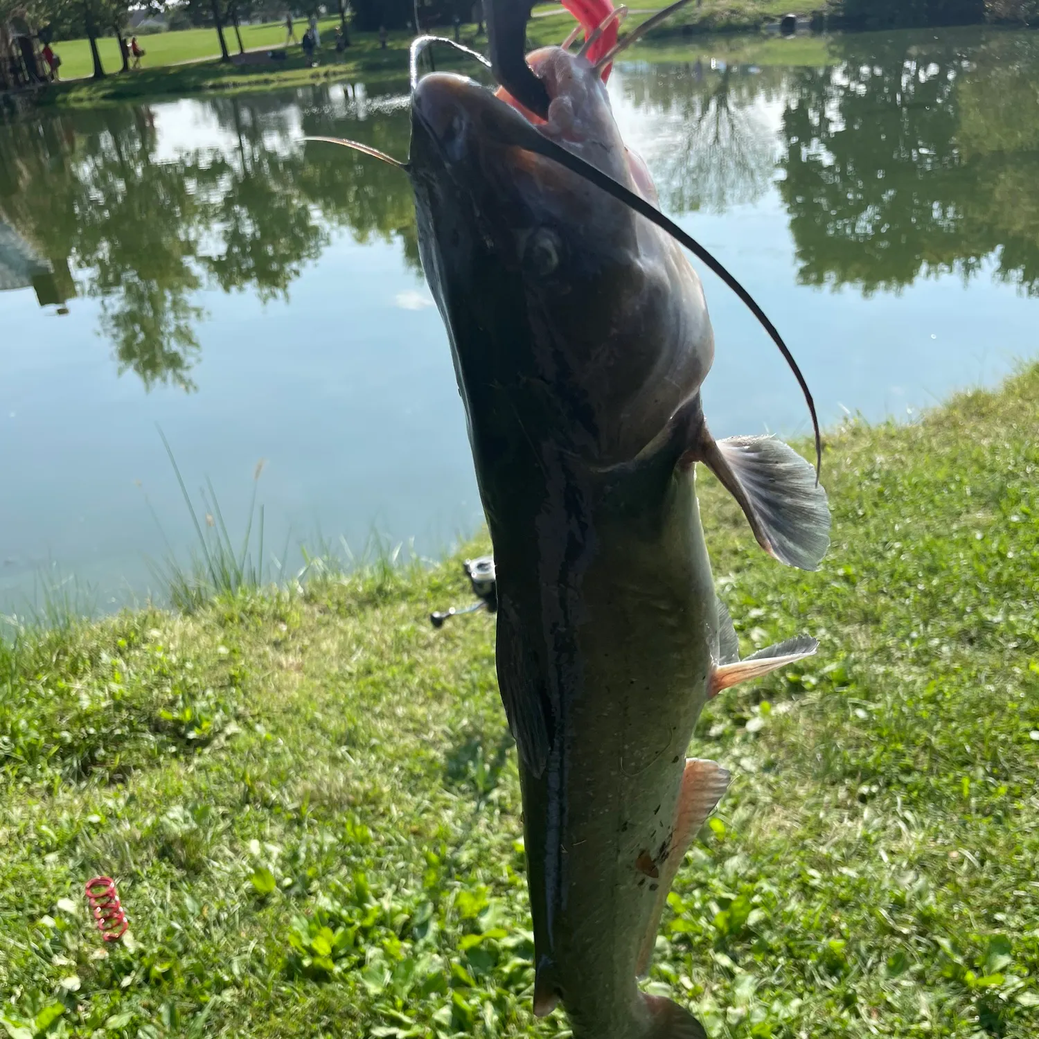Channel catfish caught on Fishbrain