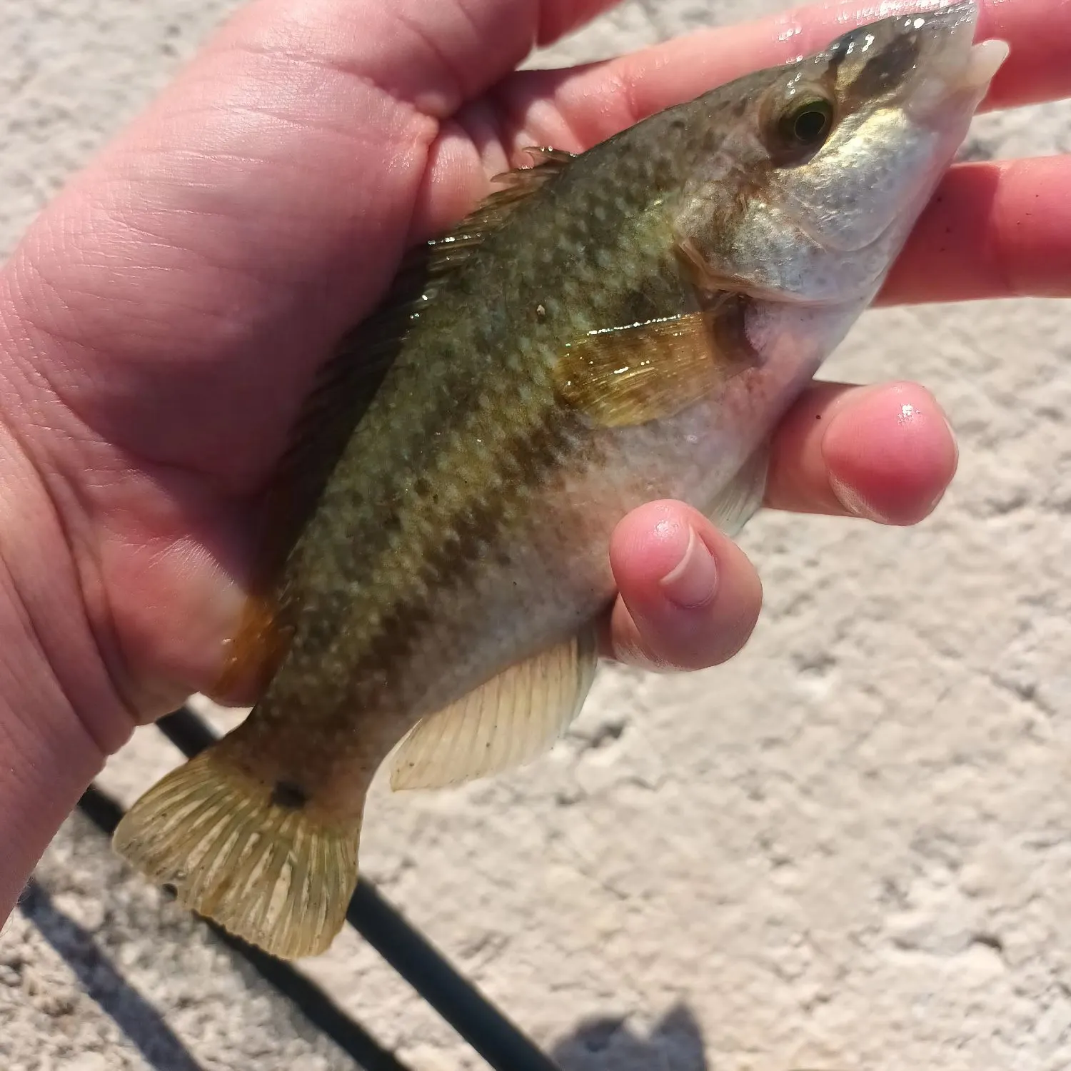 The most recent East Atlantic peacock wrasse catches on Fishbrain