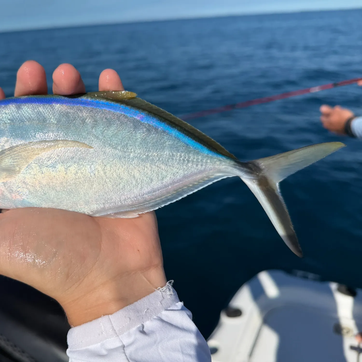 The most recent Bar jack catches on Fishbrain