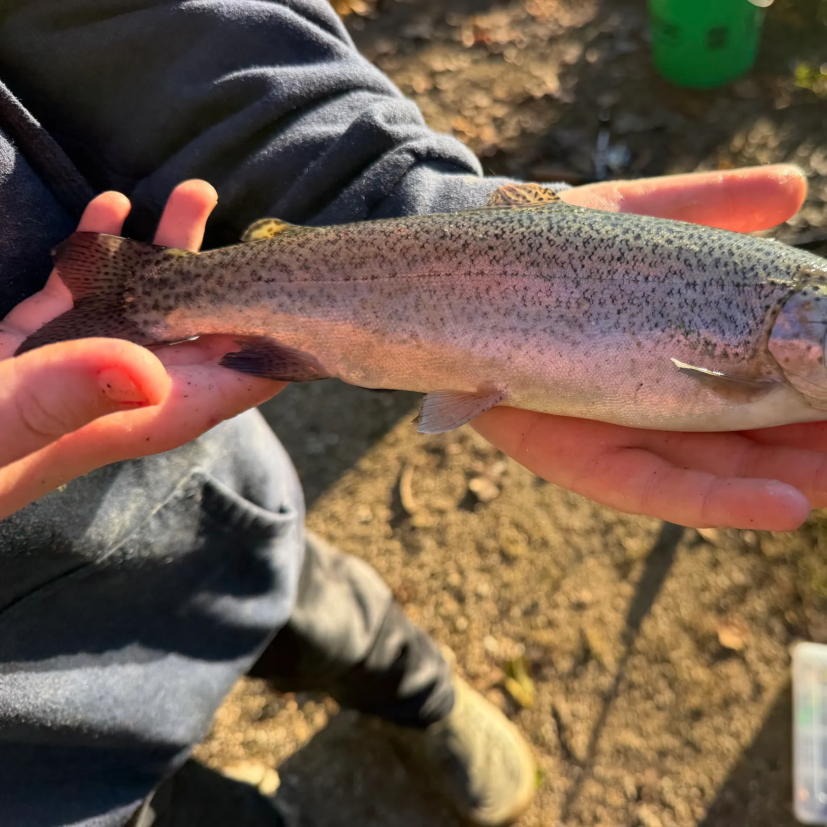 Rainbow trout caught on Fishbrain