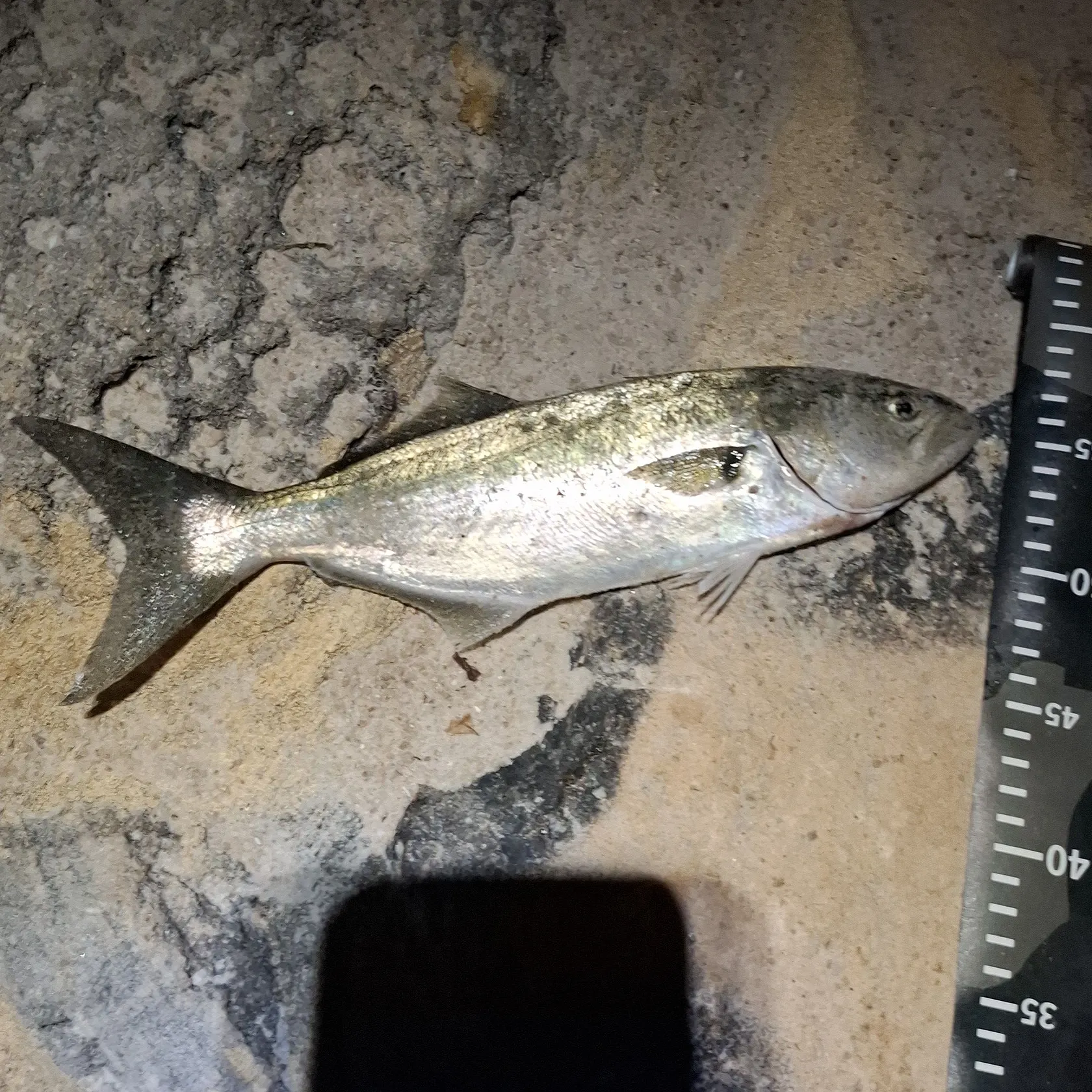 The most recent Bluefish catches on Fishbrain