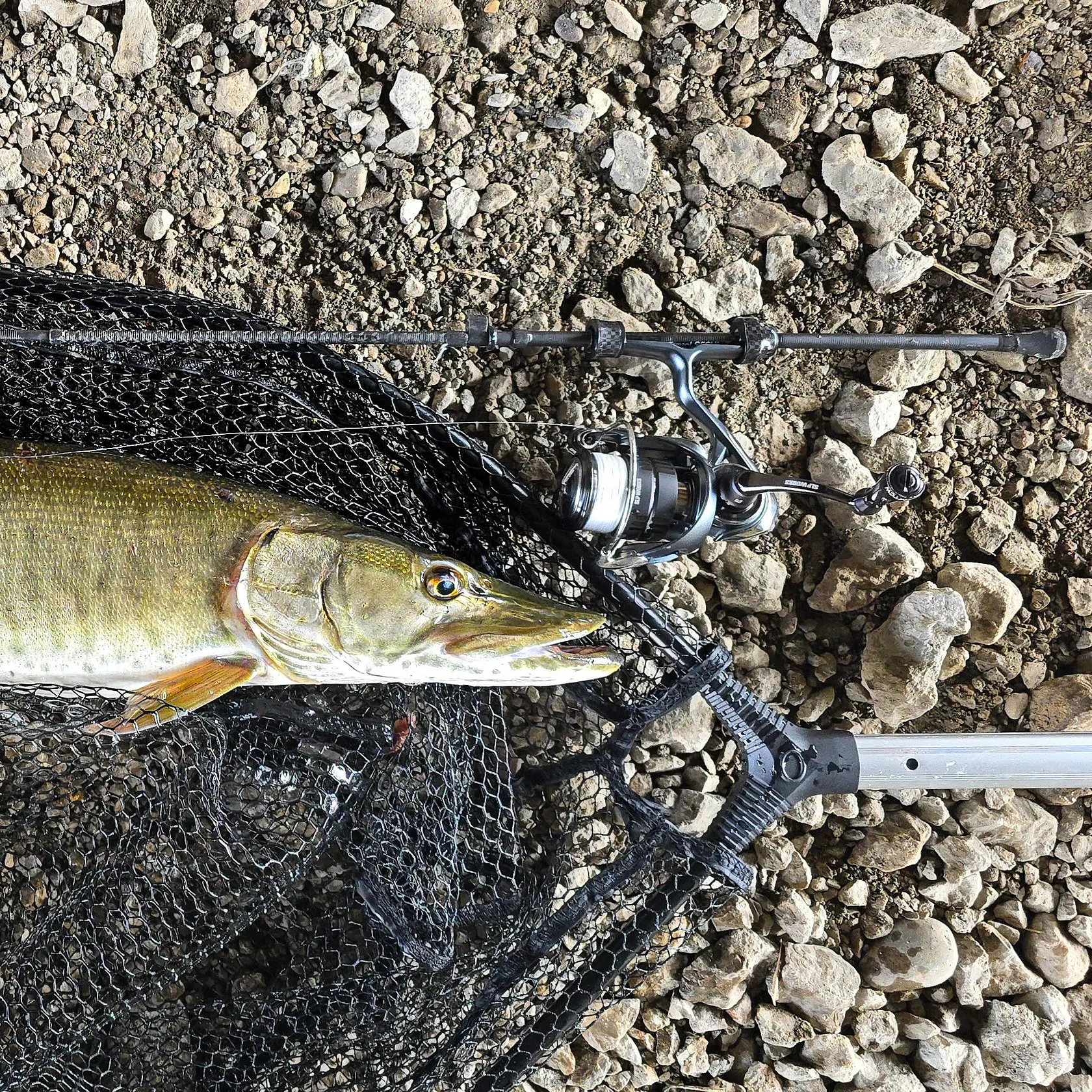 The most recent Muskellunge catches on Fishbrain