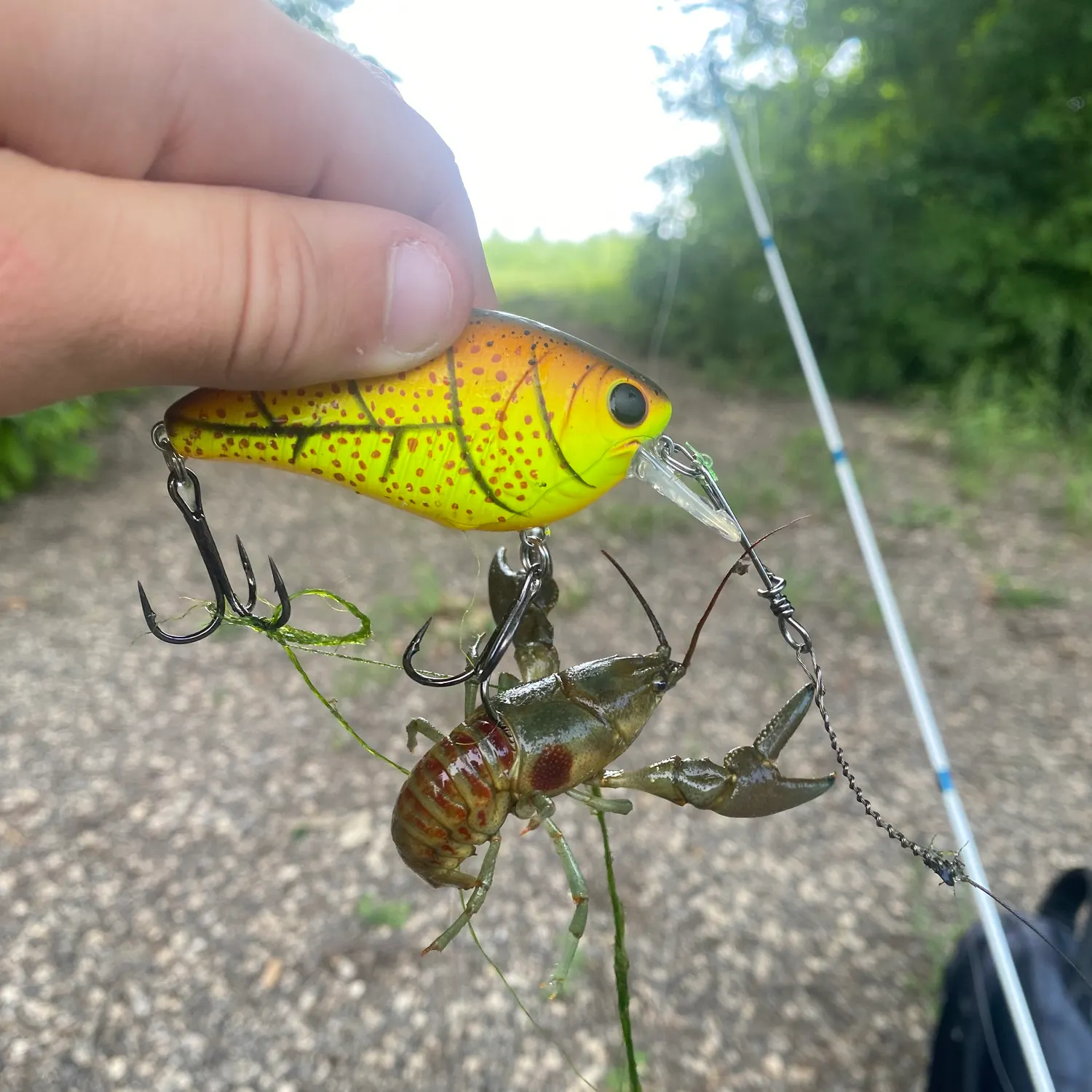 The most recent Fitzroy Falls spiny crayfish catches on Fishbrain