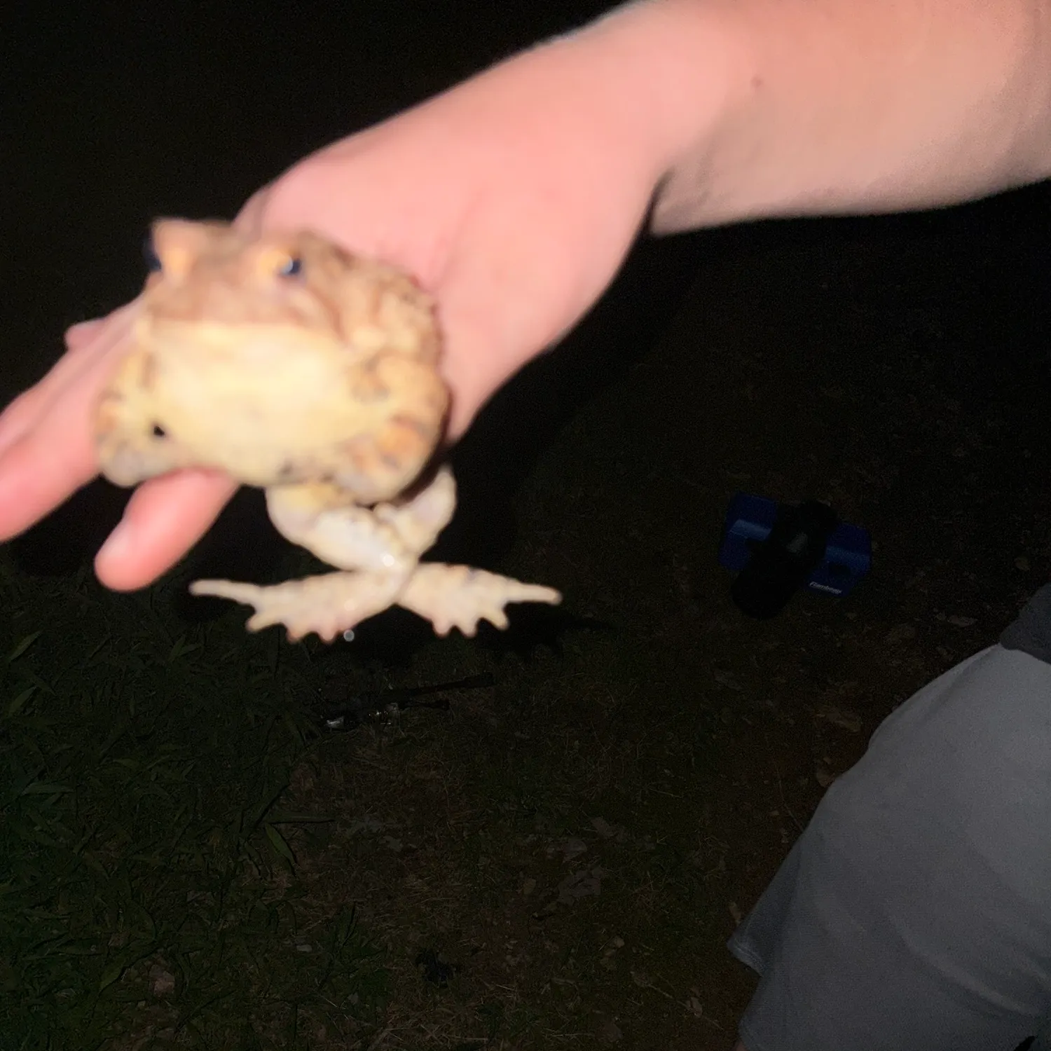 Fish caught on Fishbrain