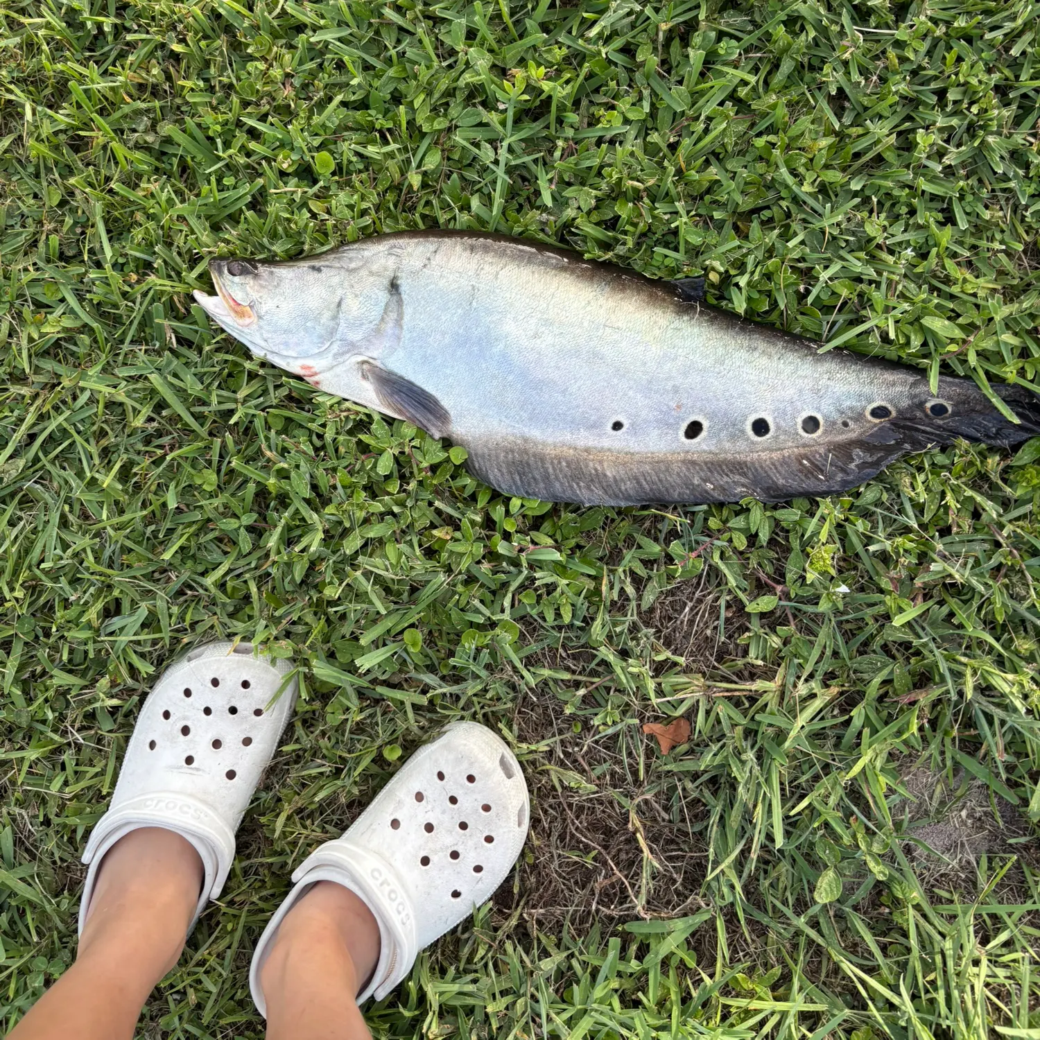 The most recent Clown knifefish catches on Fishbrain