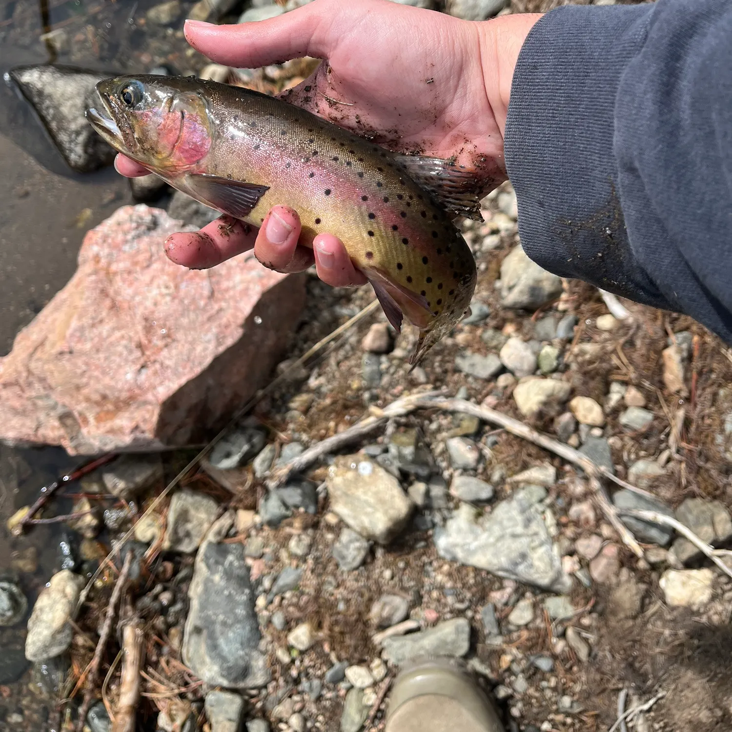 Cutthroat trout caught on Fishbrain