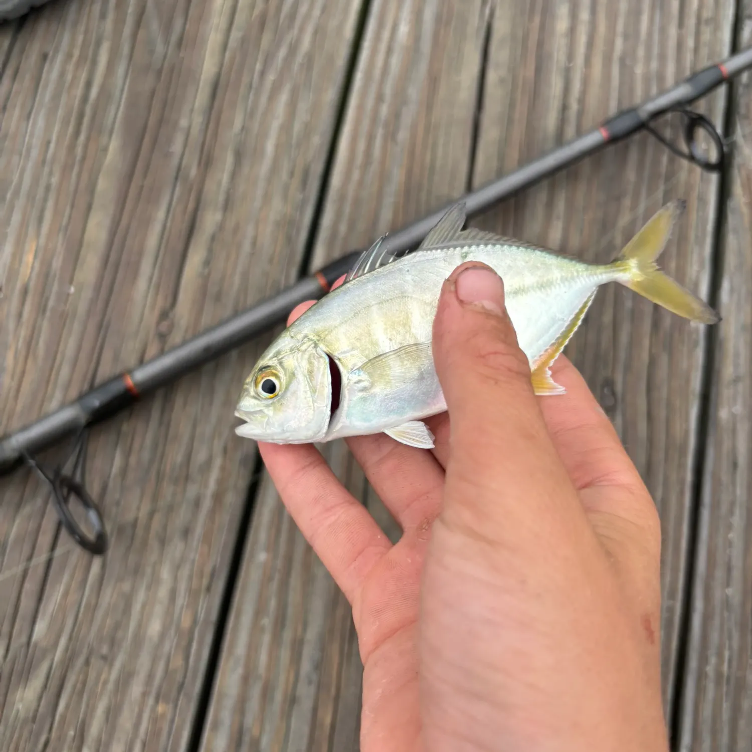 Bluntnose jack caught on Fishbrain