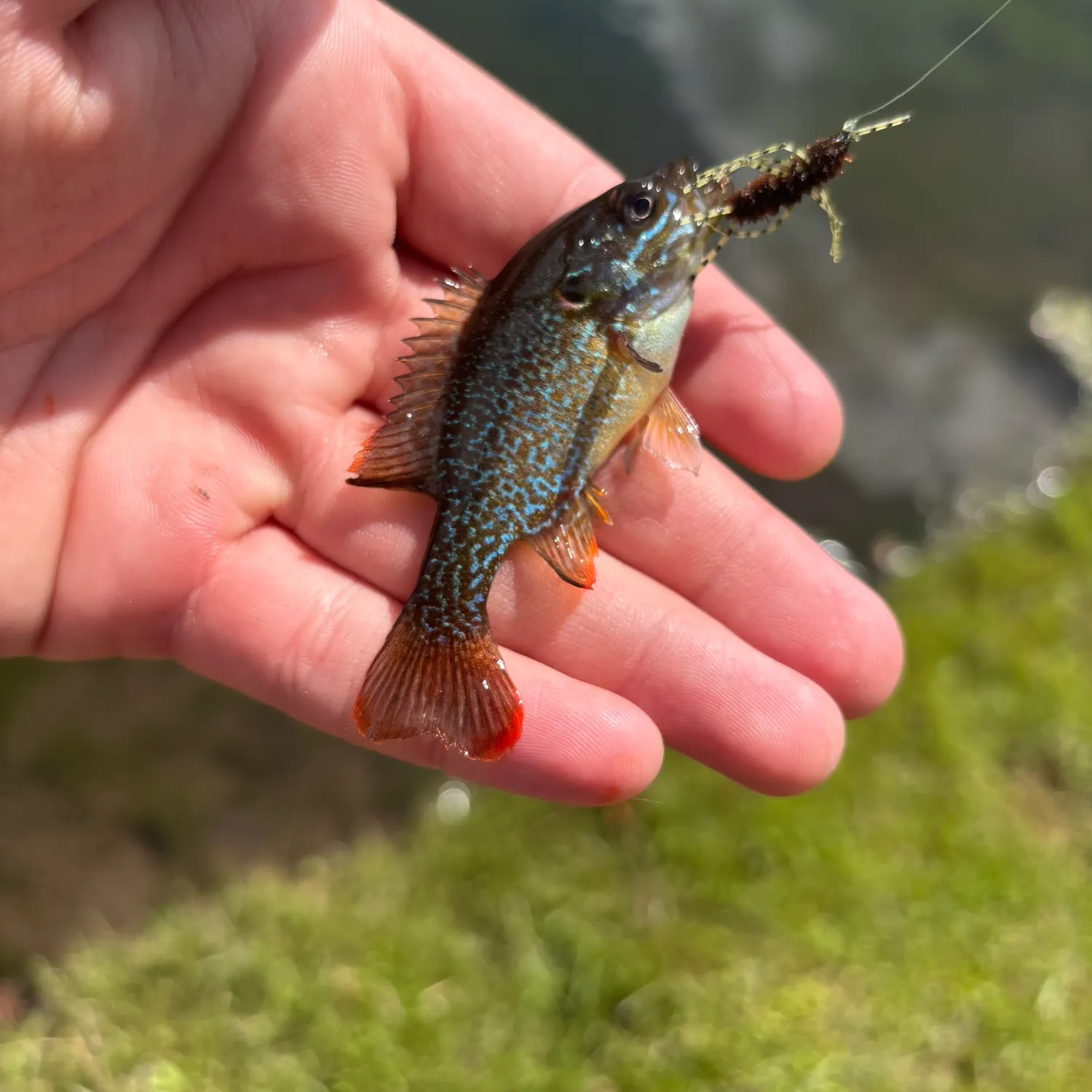 most liked catch image