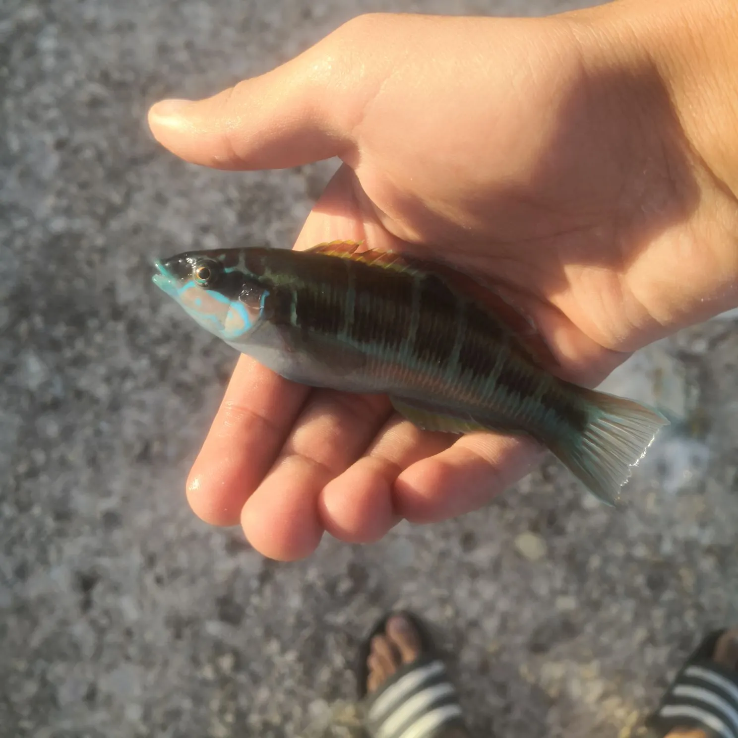 The most recent Mediterranean rainbow wrasse catches on Fishbrain