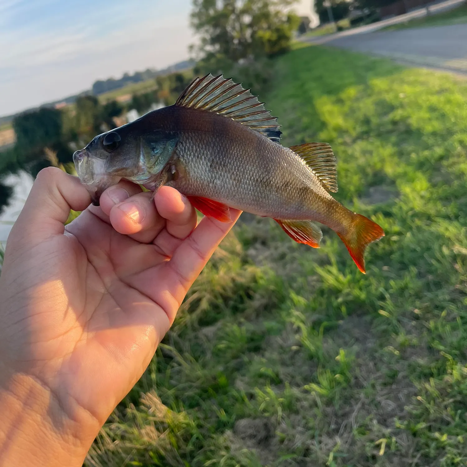 European perch caught on Fishbrain