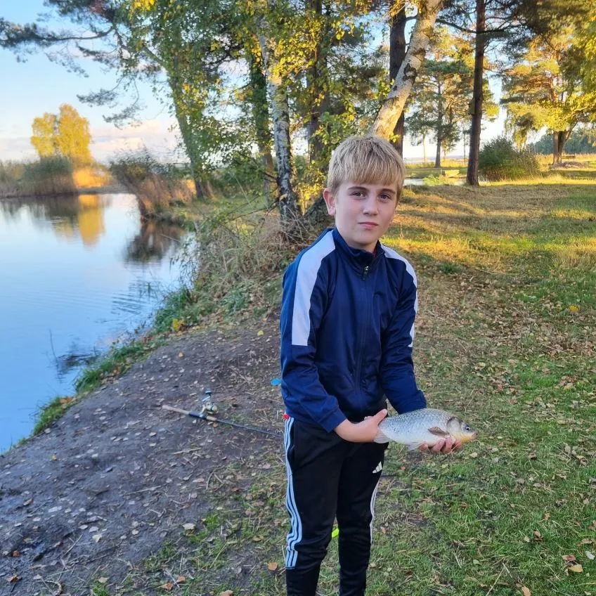 Crucian carp caught on Fishbrain