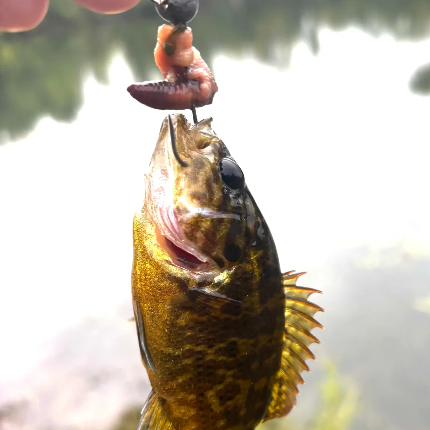 Warmouth caught on Fishbrain
