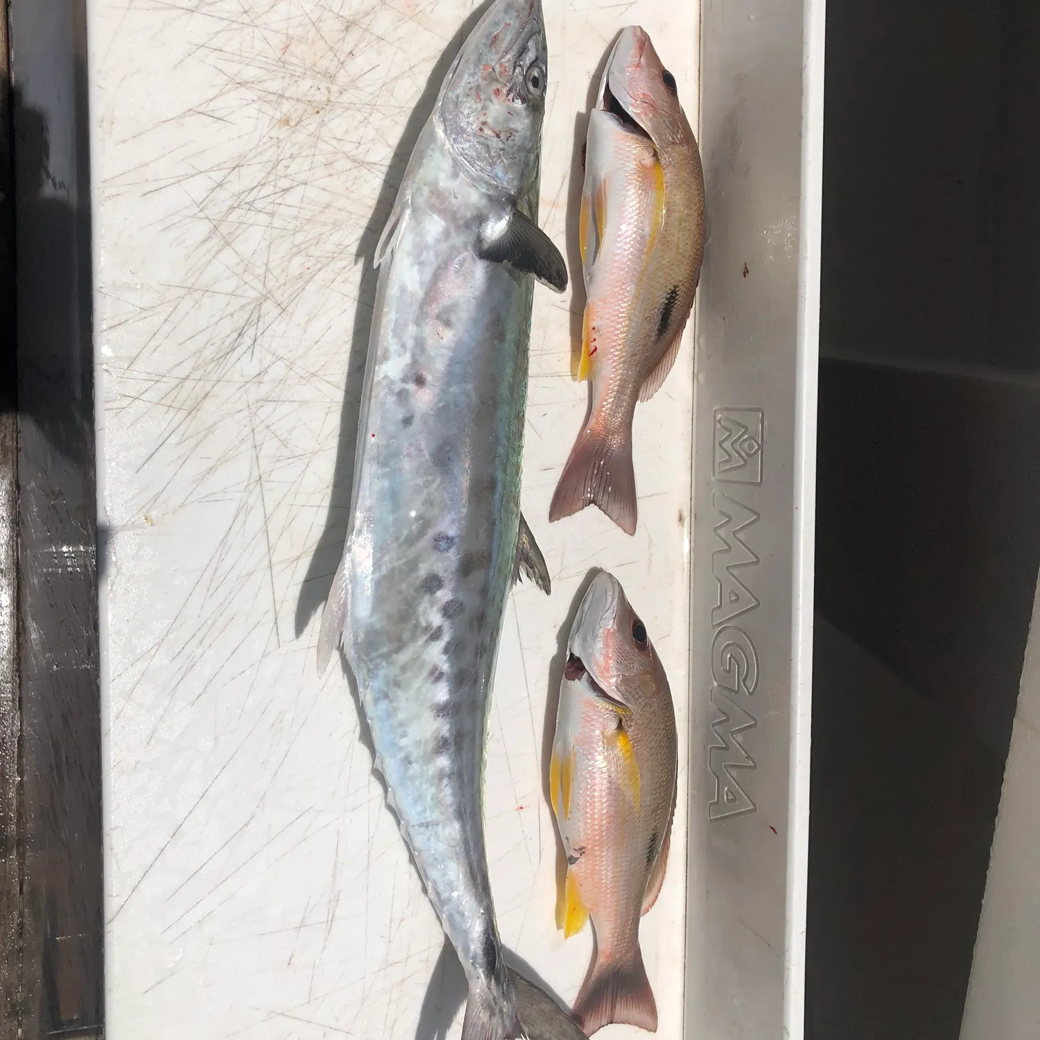 recently logged catches