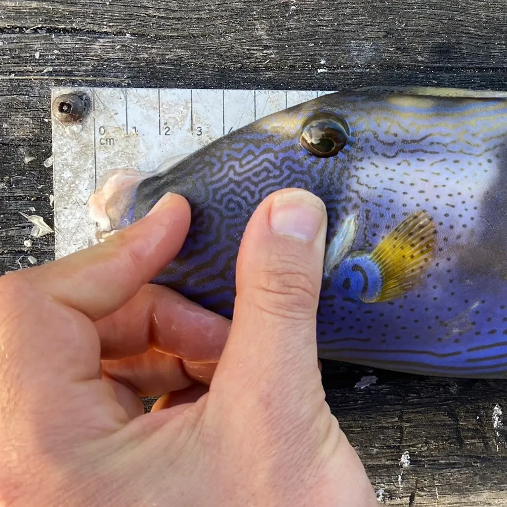 The most recent Black reef leatherjacket catches on Fishbrain