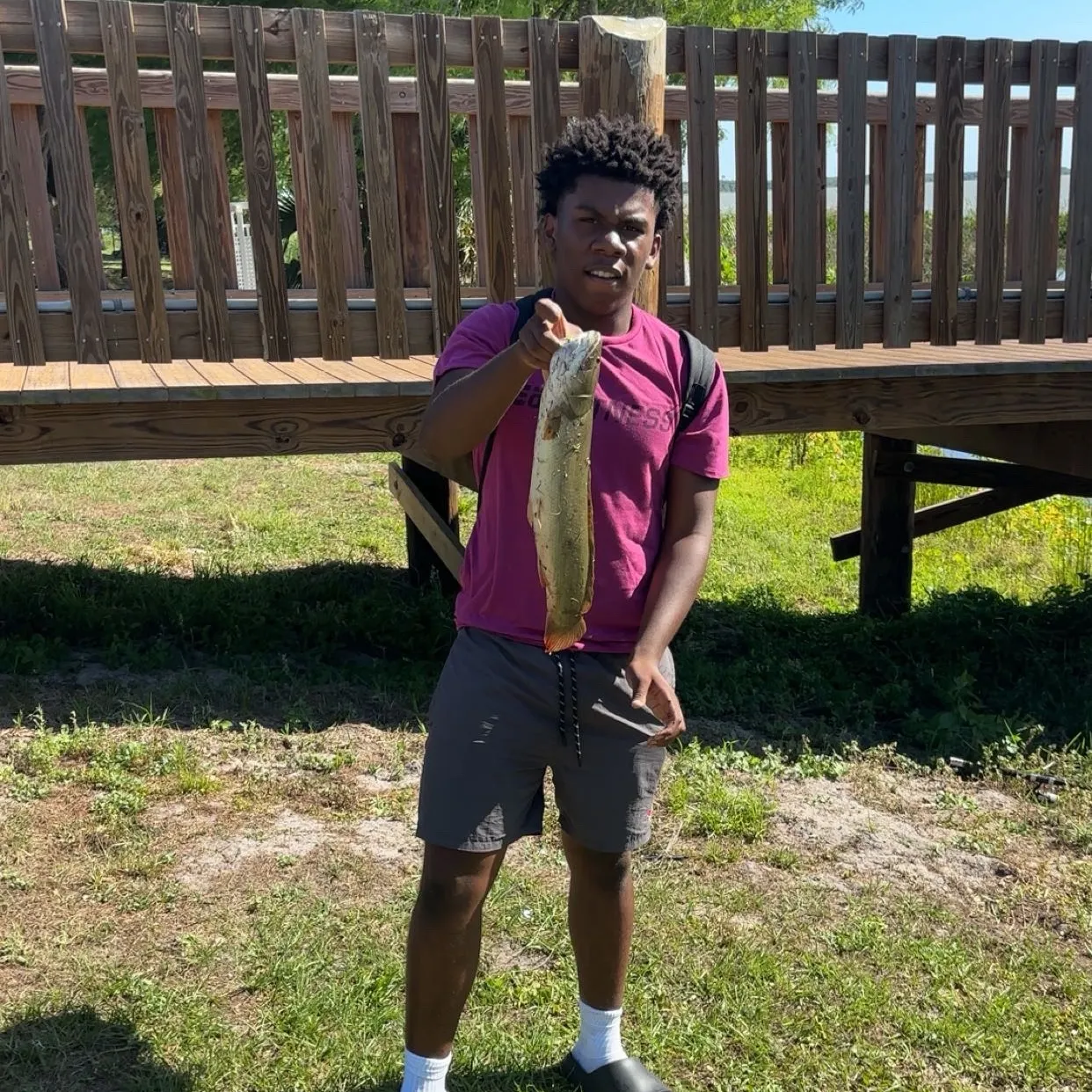 The most recent Ruddy bowfin catches on Fishbrain