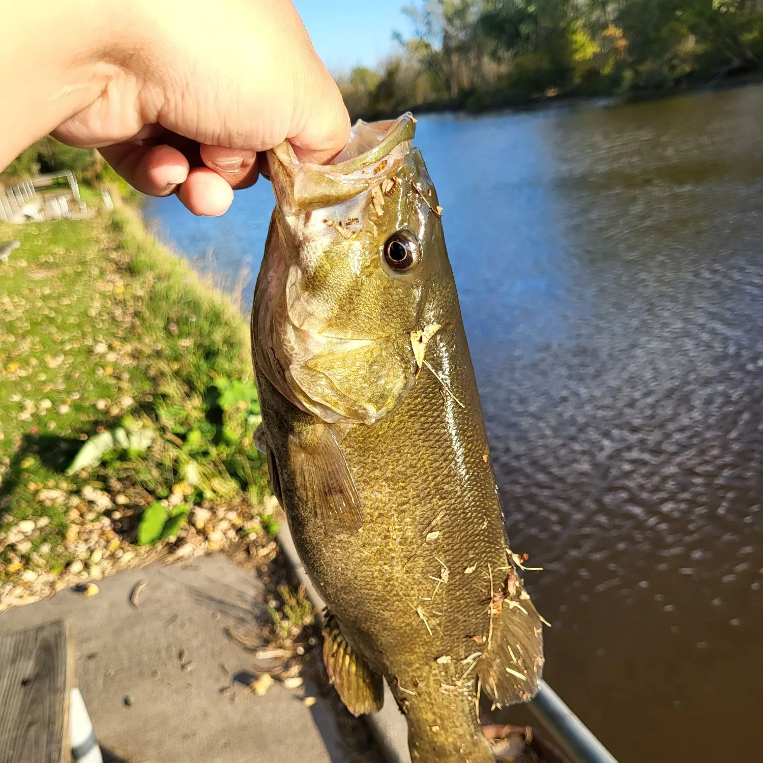 Smallmouth bass caught on Fishbrain