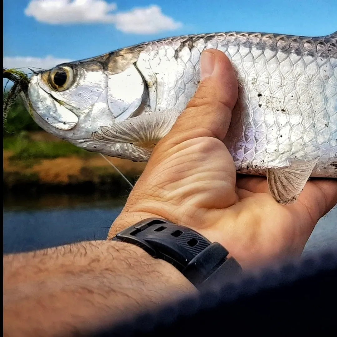 angler catch