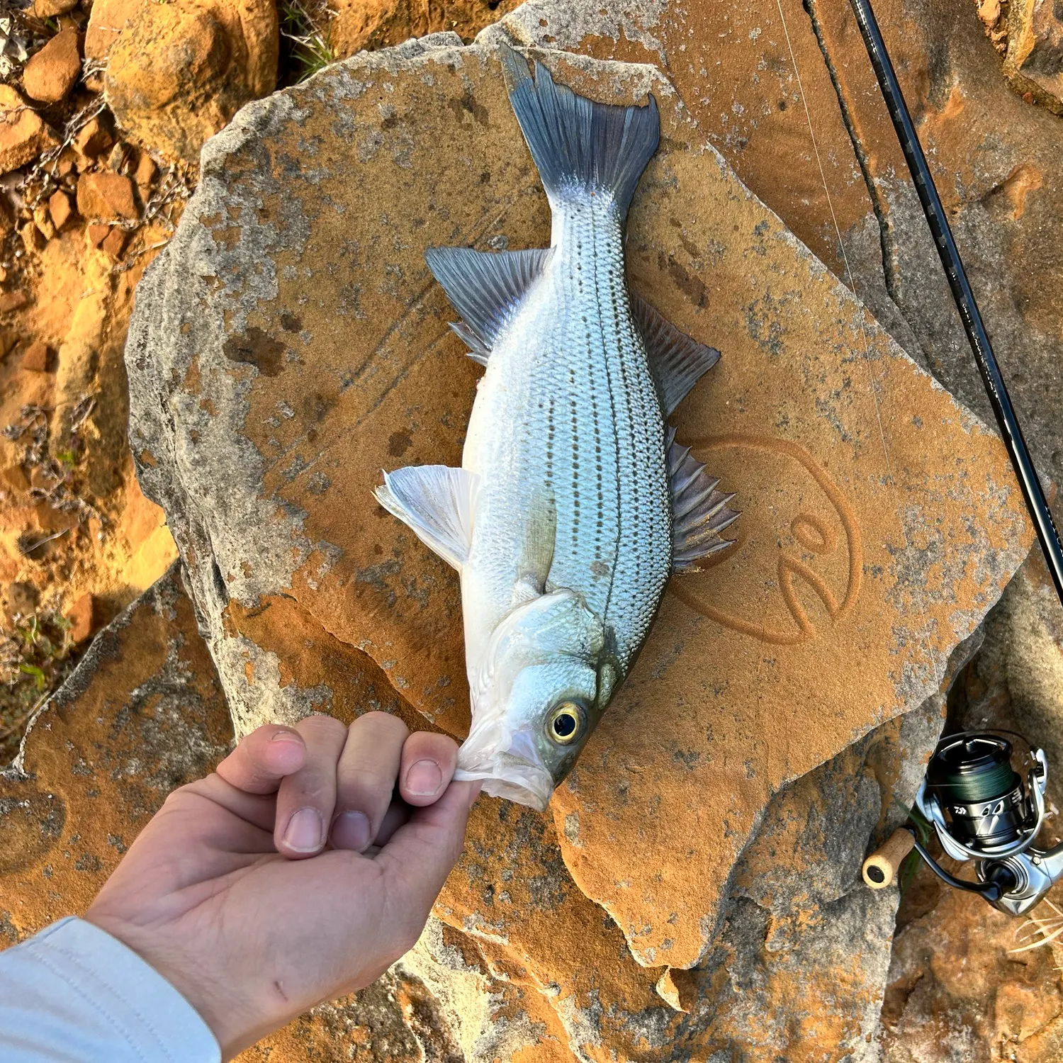 The most recent White bass catches on Fishbrain