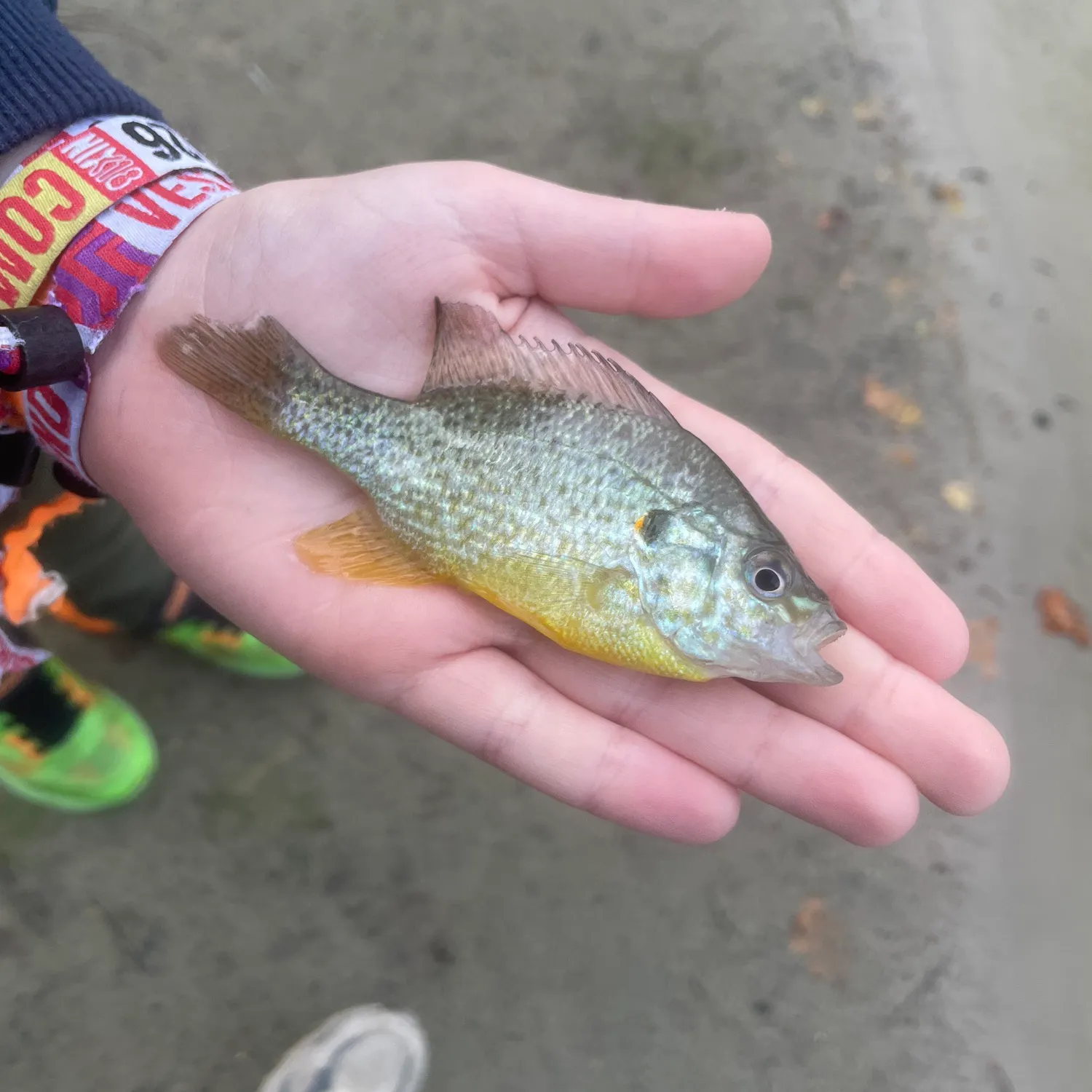 Pumpkinseed caught on Fishbrain