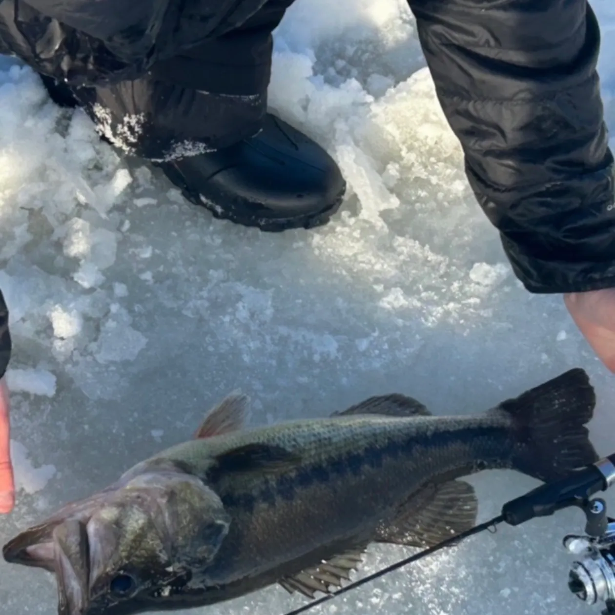 Spotted bass caught on Fishbrain