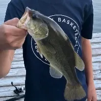 Largemouth bass caught on Fishbrain