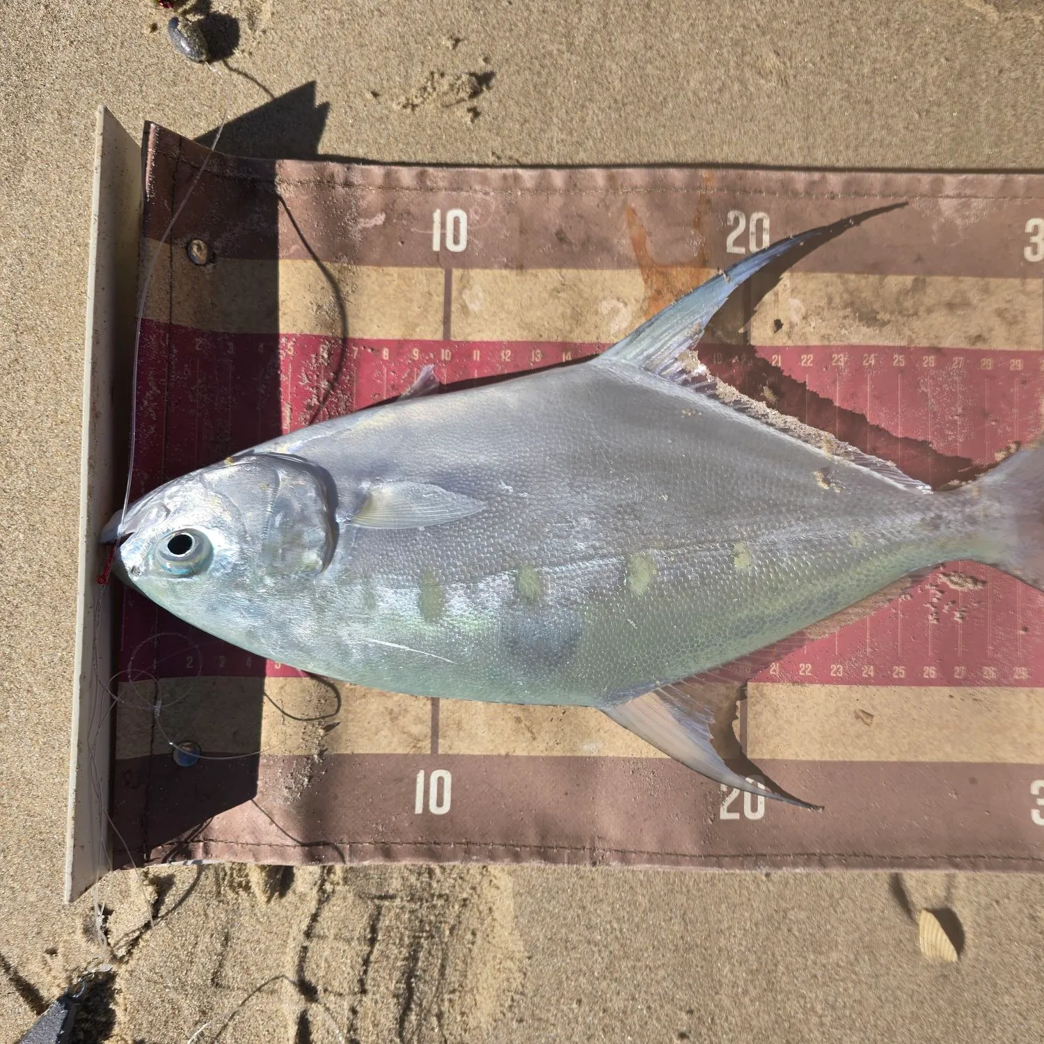 The most recent Swallowtail dart catches on Fishbrain