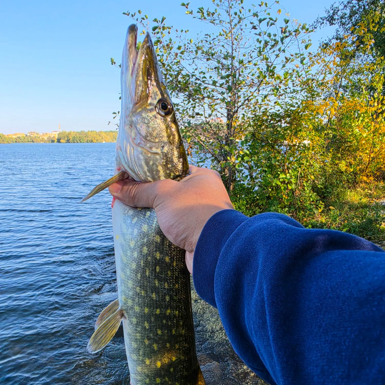 Northern pike caught on Fishbrain