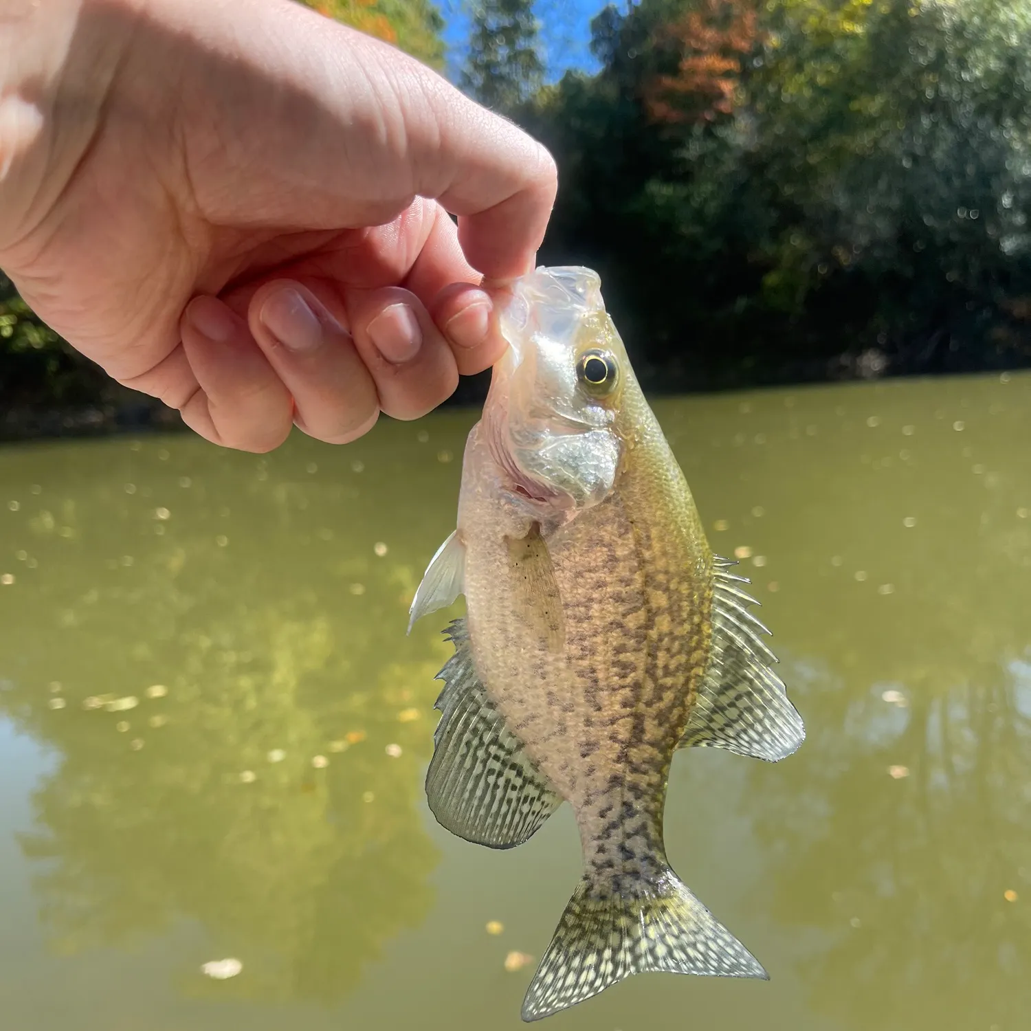Black crappie caught on Fishbrain