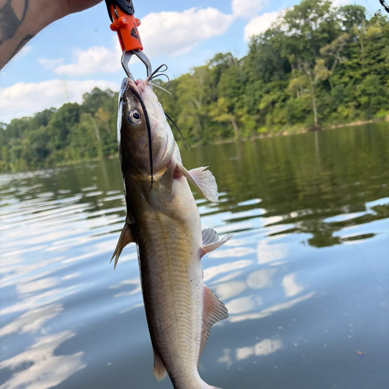 Channel catfish caught on Fishbrain