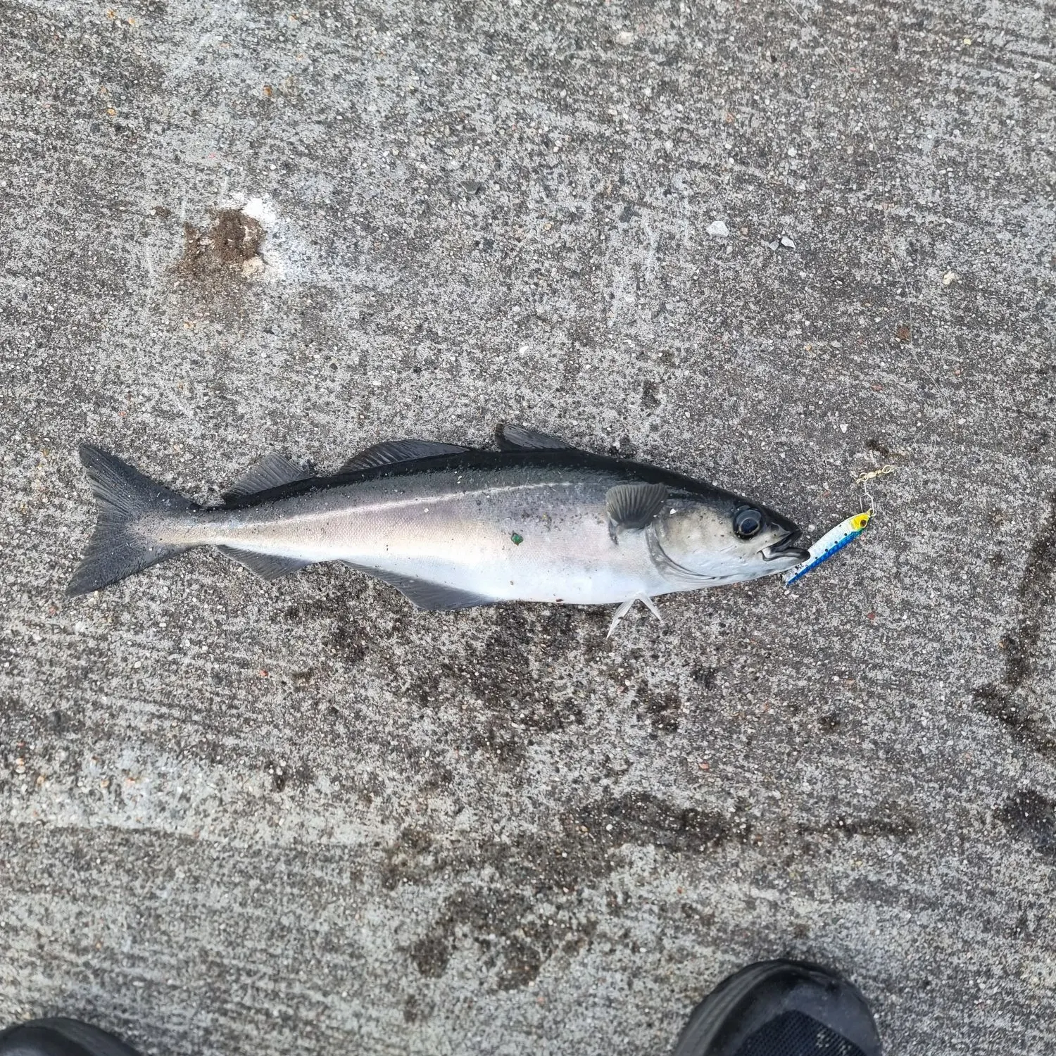 The most recent Atlantic pollock catches on Fishbrain