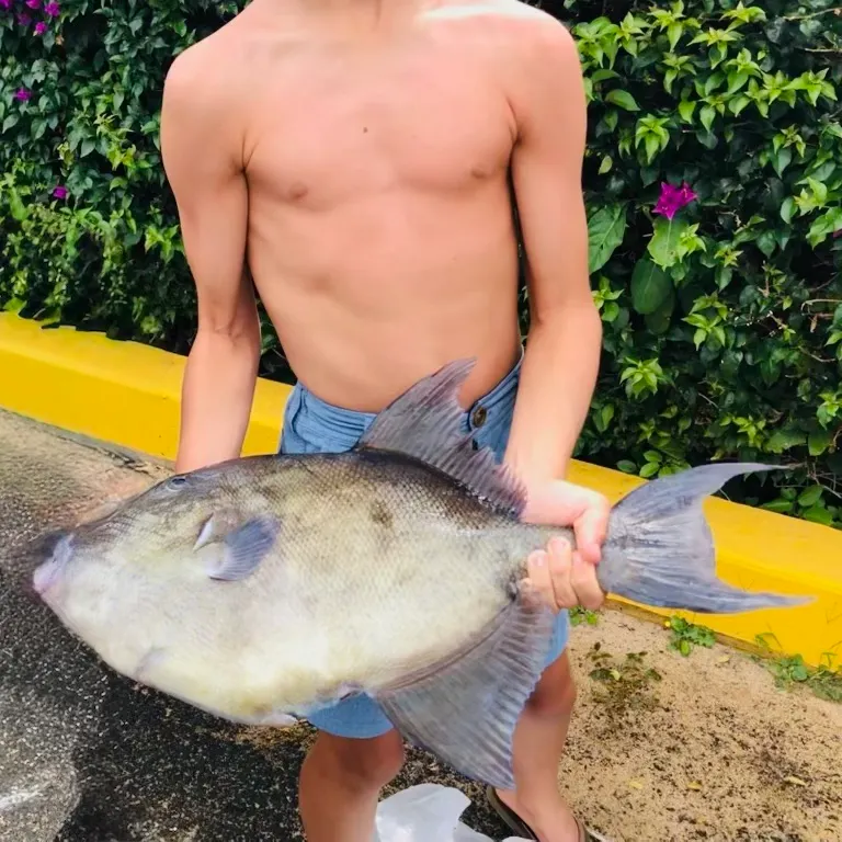 The most recent Queen triggerfish catches on Fishbrain