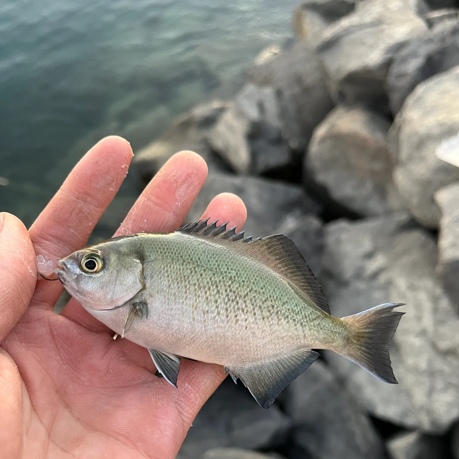 The most recent Halfmoon catches on Fishbrain