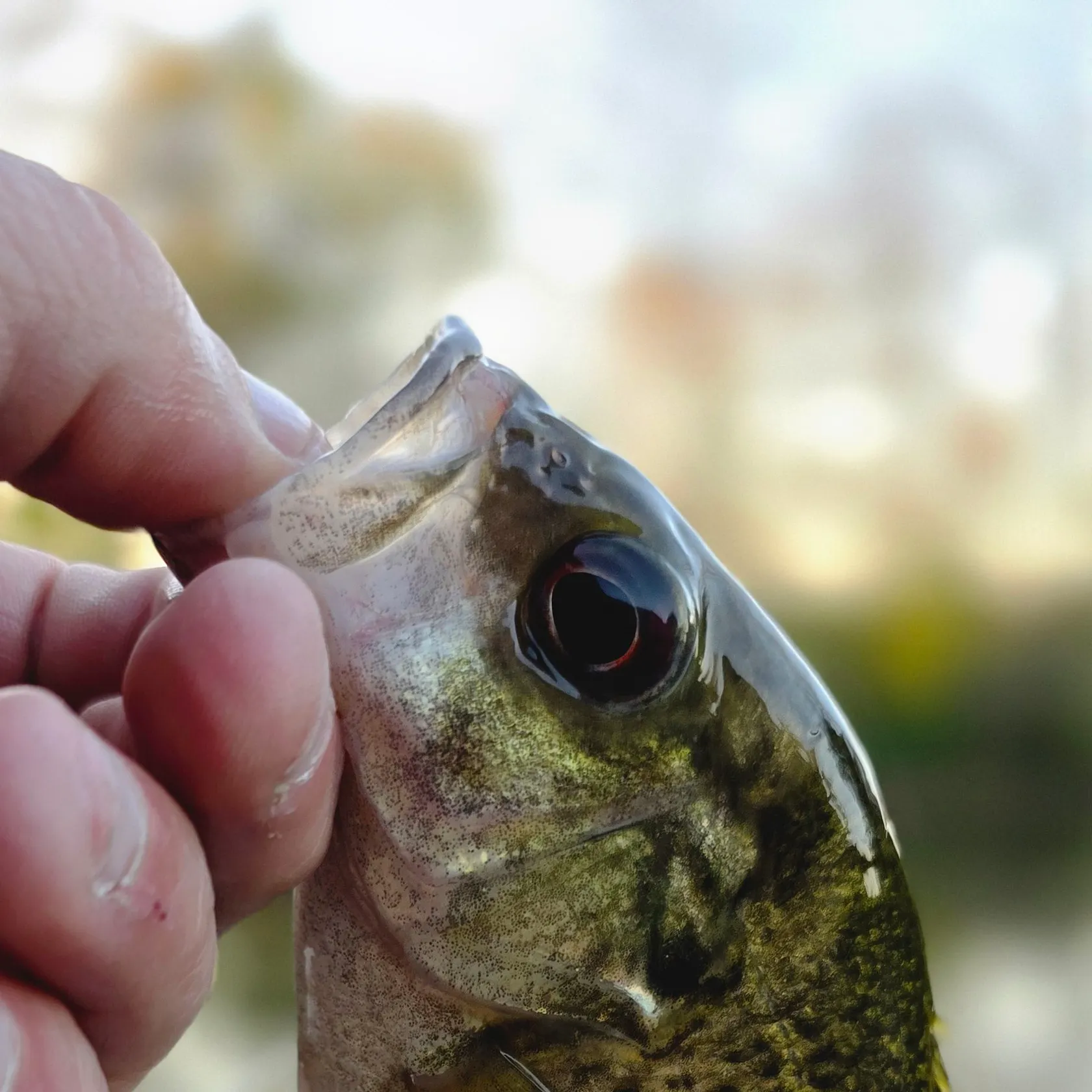 Rock bass caught on Fishbrain
