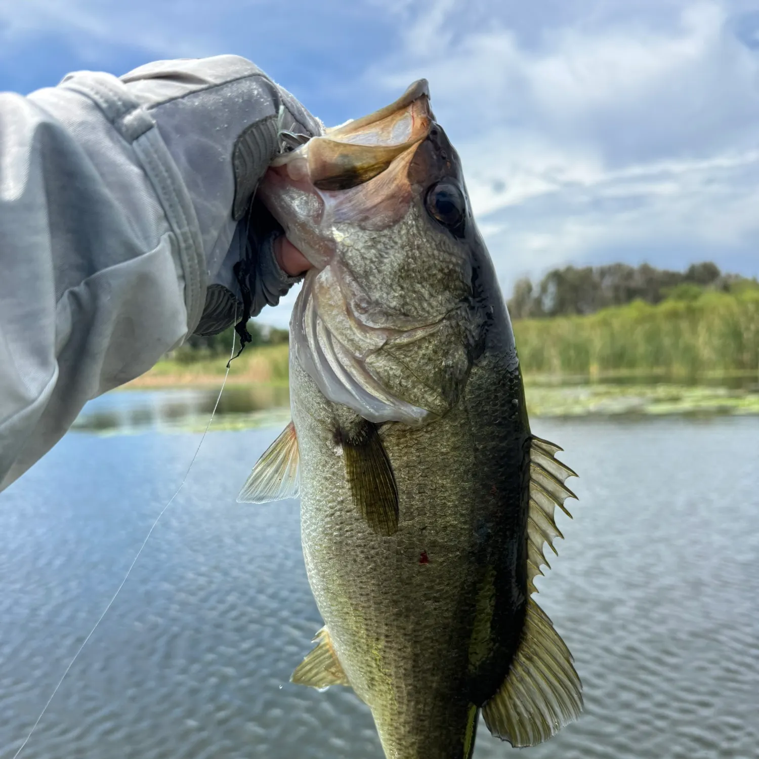 Largemouth bass caught on Fishbrain