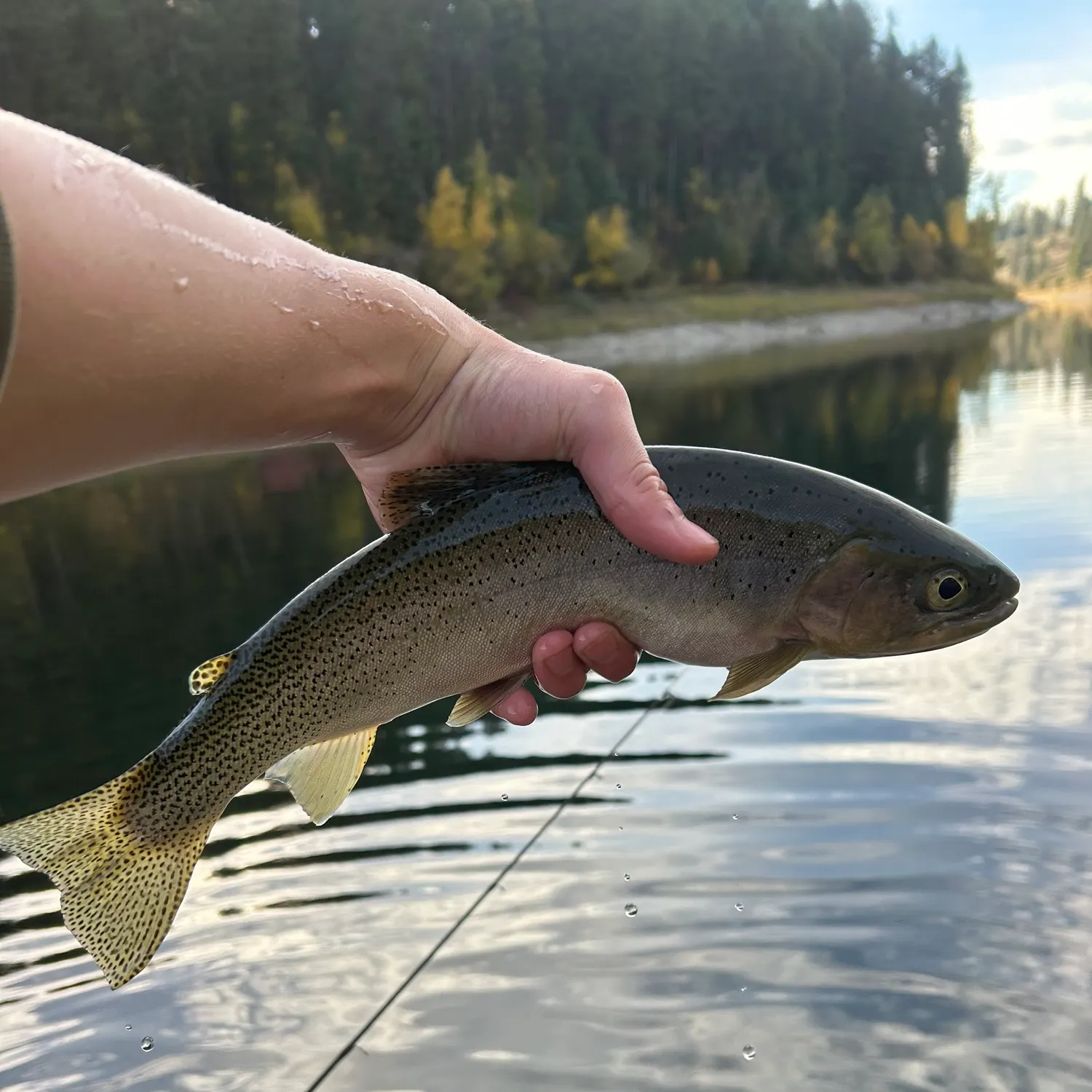 Westslope cutthroat trout caught on Fishbrain