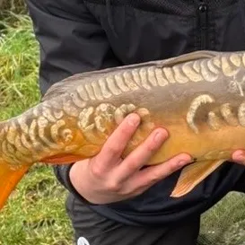 The most recent Mirror carp catches on Fishbrain