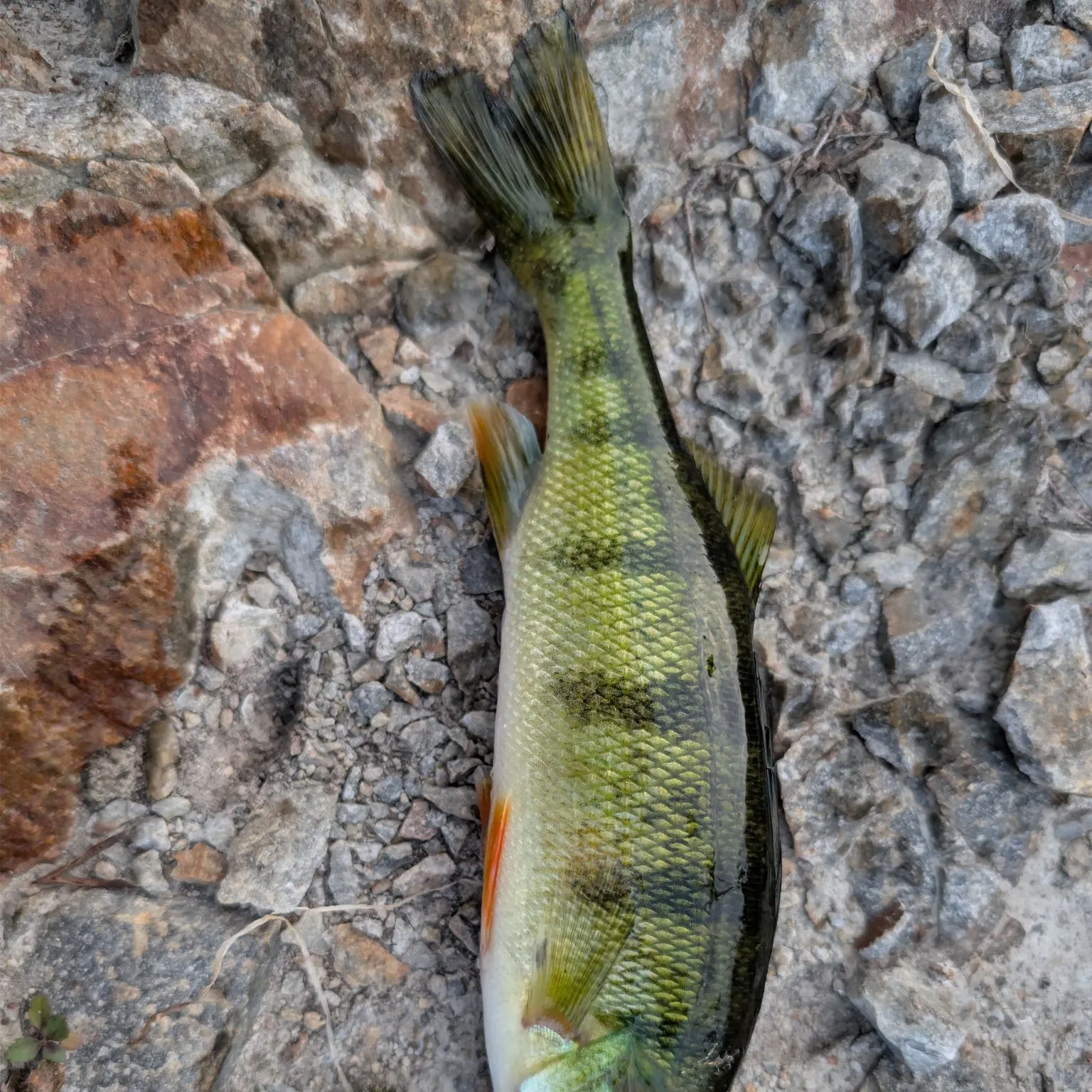 Yellow perch caught on Fishbrain